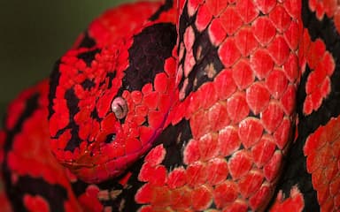 Battlesnake Project